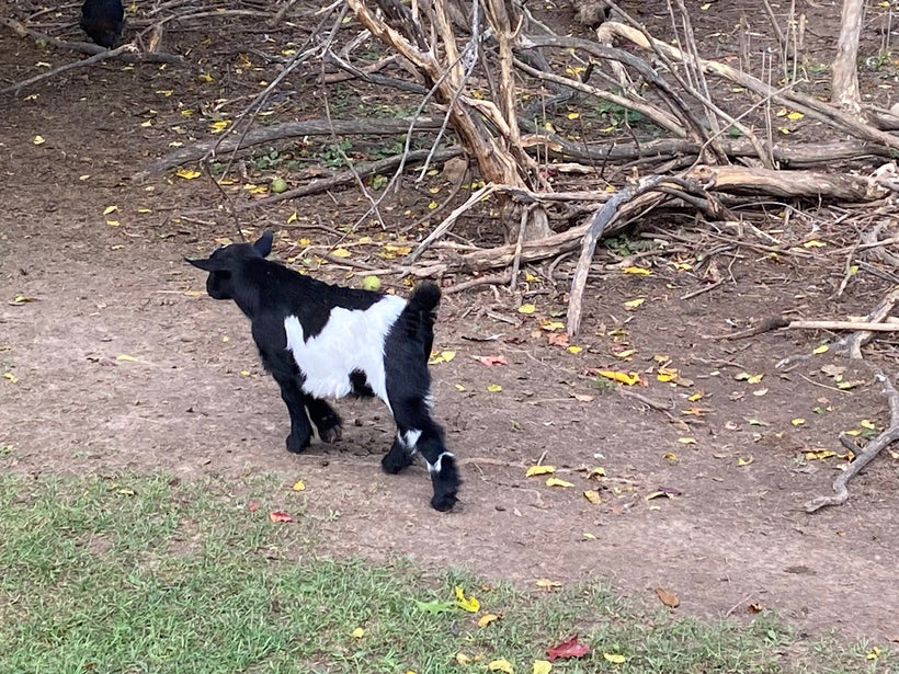 Myotonic Goats